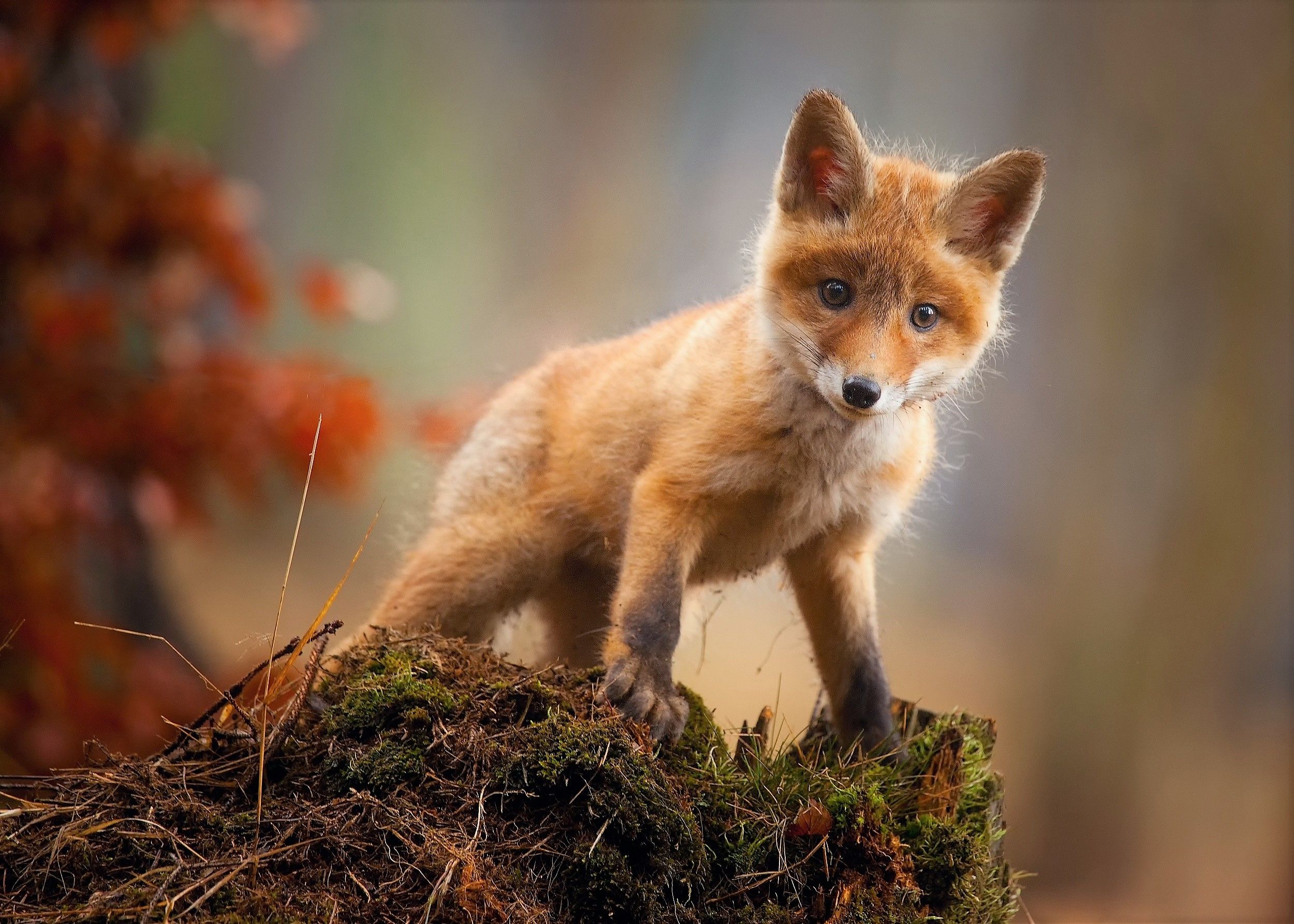 Featured image of post Baby Fox Wallpaper Cute