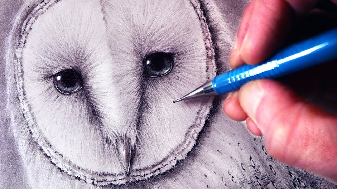 Featured image of post Barn Owl Head Drawing