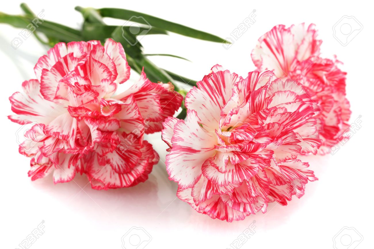 Featured image of post Beautiful Pictures Of Carnations