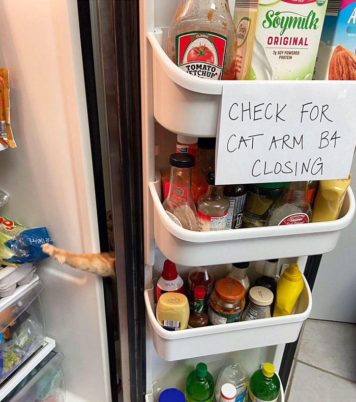 Featured image of post Cat Arm In Fridge