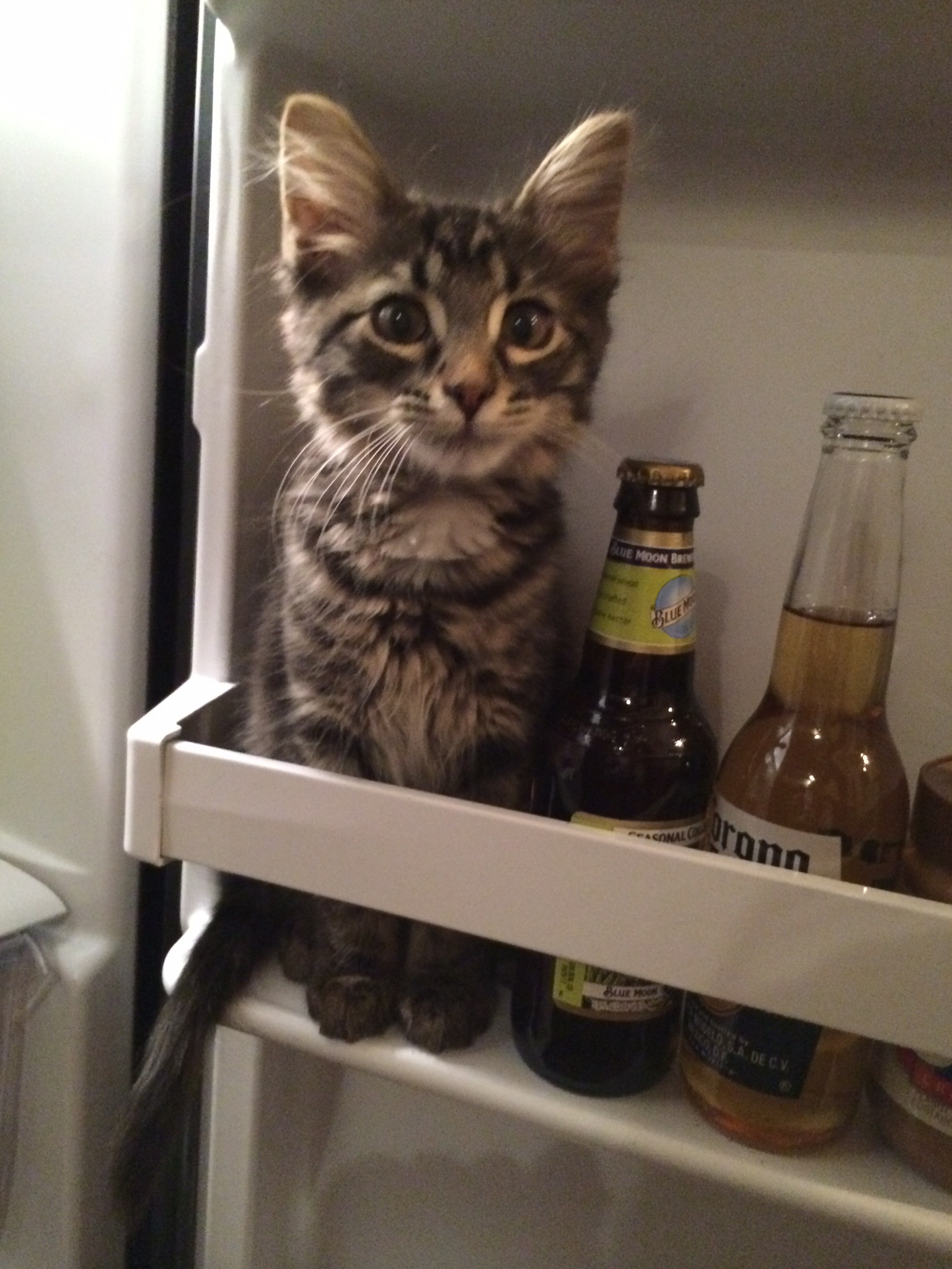 Featured image of post Cat In Fridge Gif