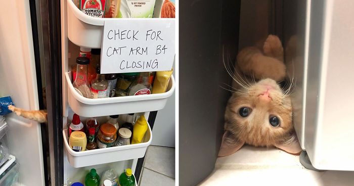 Featured image of post Cat In Fridge Meme