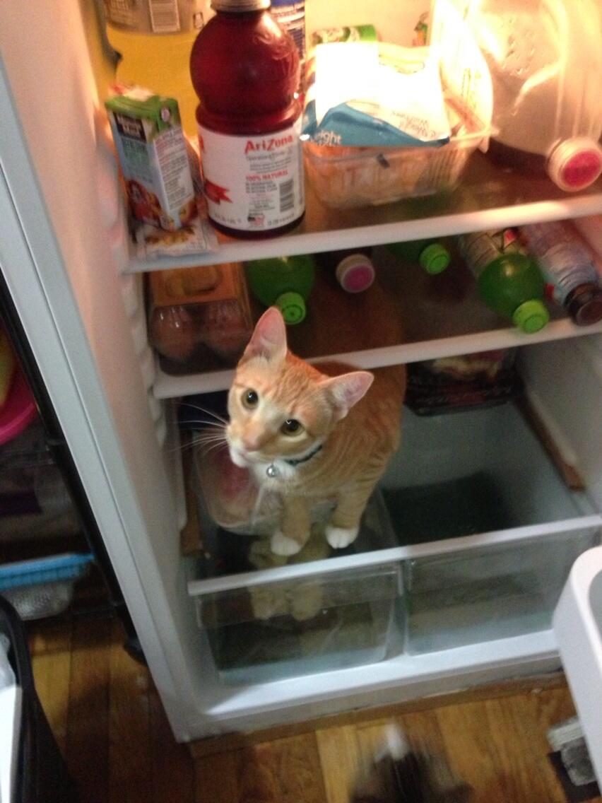 Featured image of post Cat In Fridge Picture