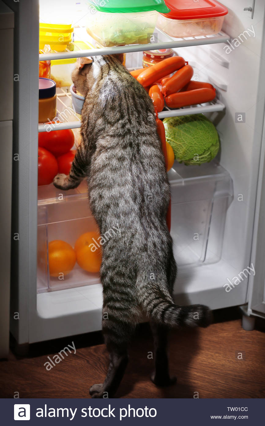 Featured image of post Cat Looking In Fridge