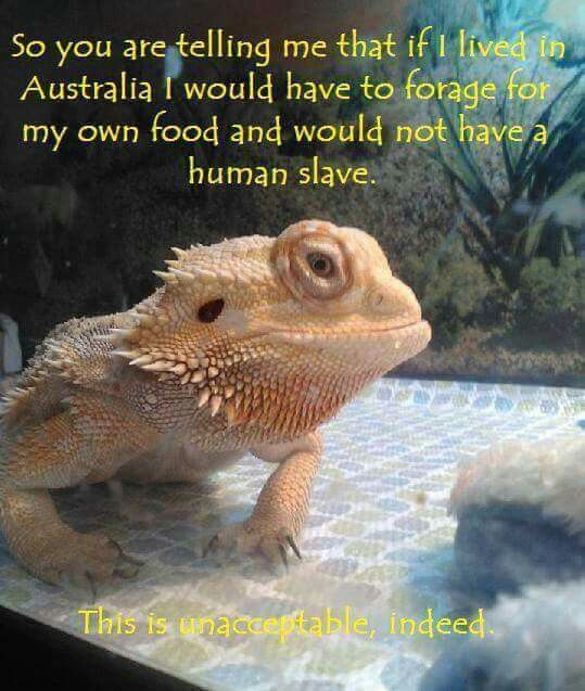 Featured image of post Funny Bearded Dragon Memes