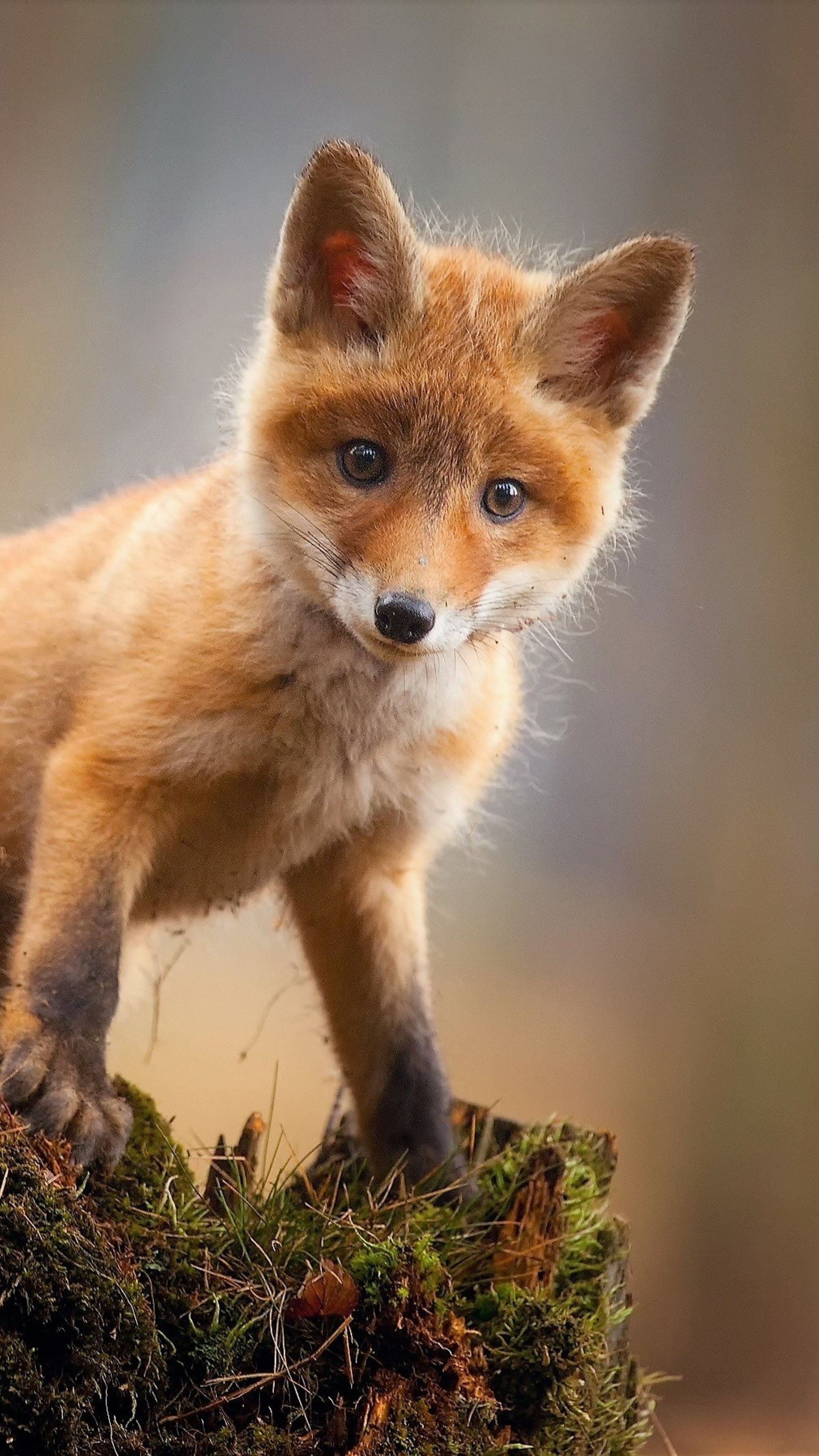 Featured image of post Iphone Baby Fox Wallpaper