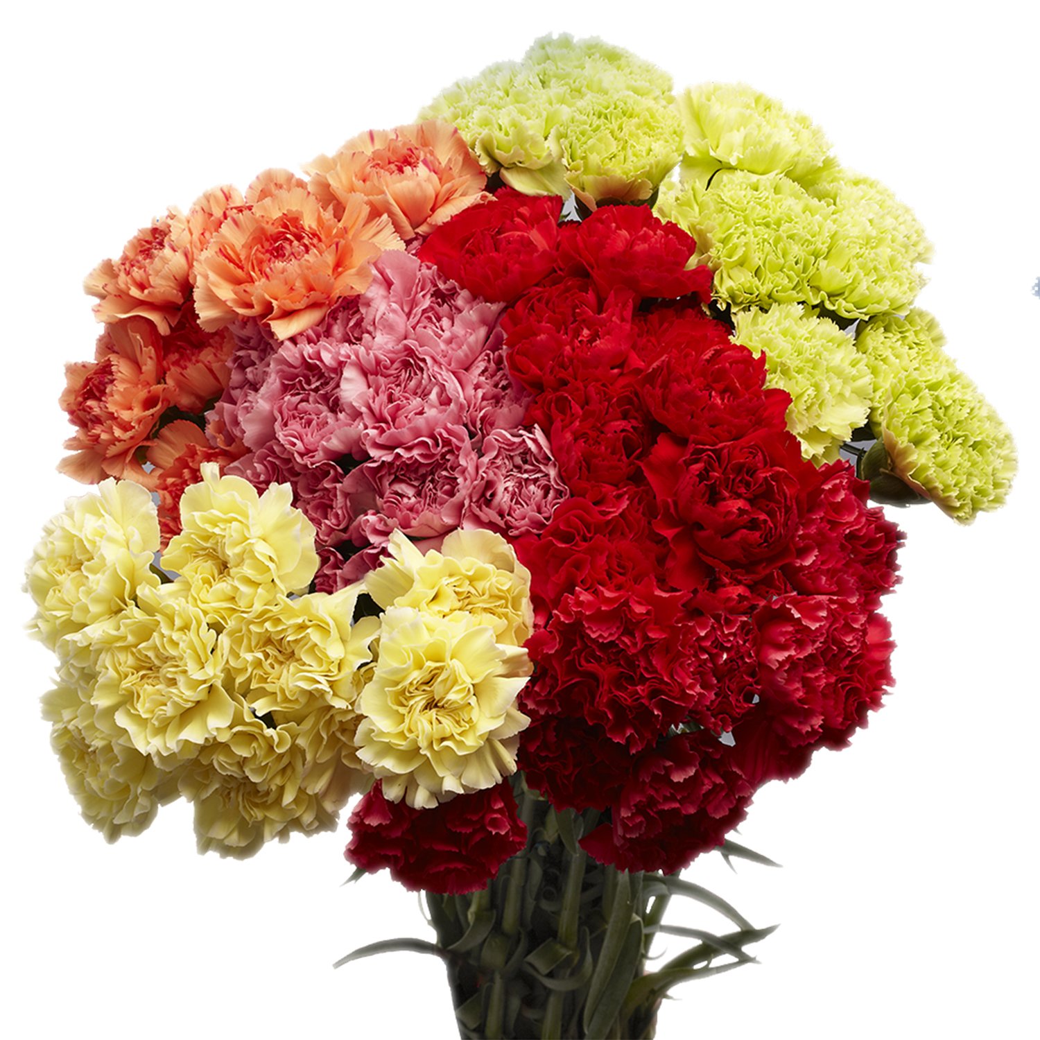 Featured image of post Pictures Of Carnations Flowers