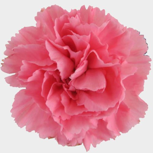 Featured image of post Pictures Of Pink Carnations