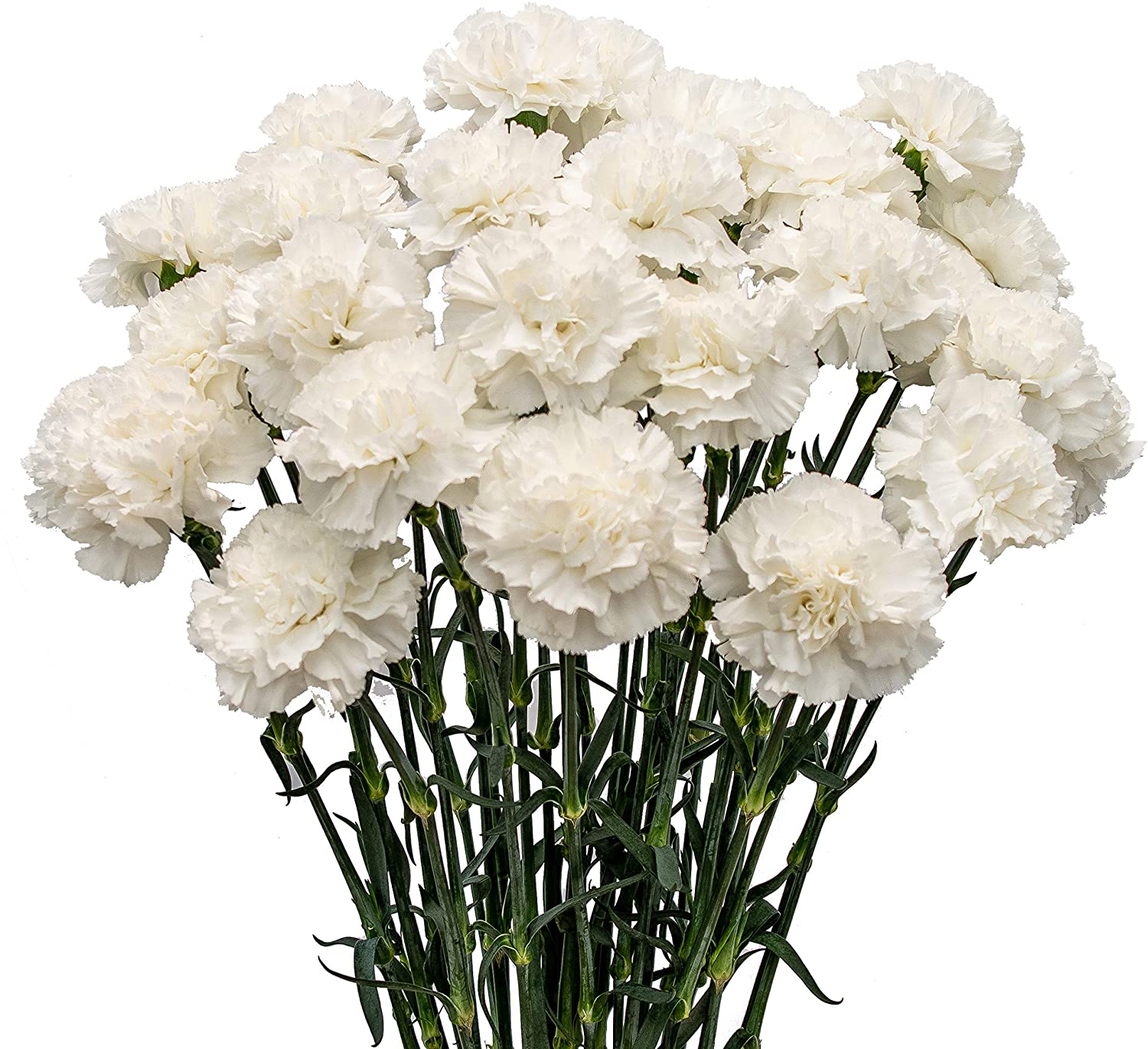 Featured image of post Pictures Of White Carnations