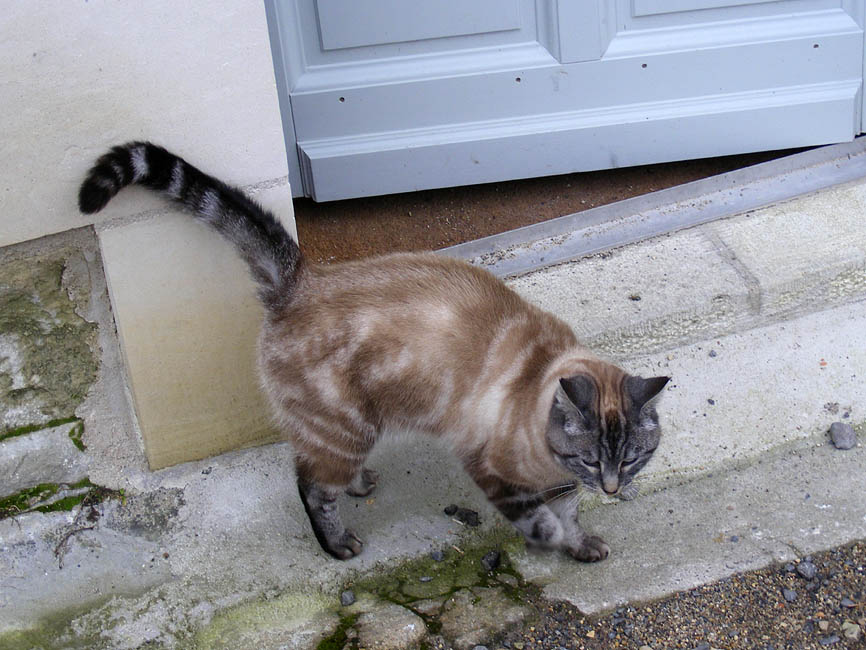 Featured image of post Siamese Cat In Fridge