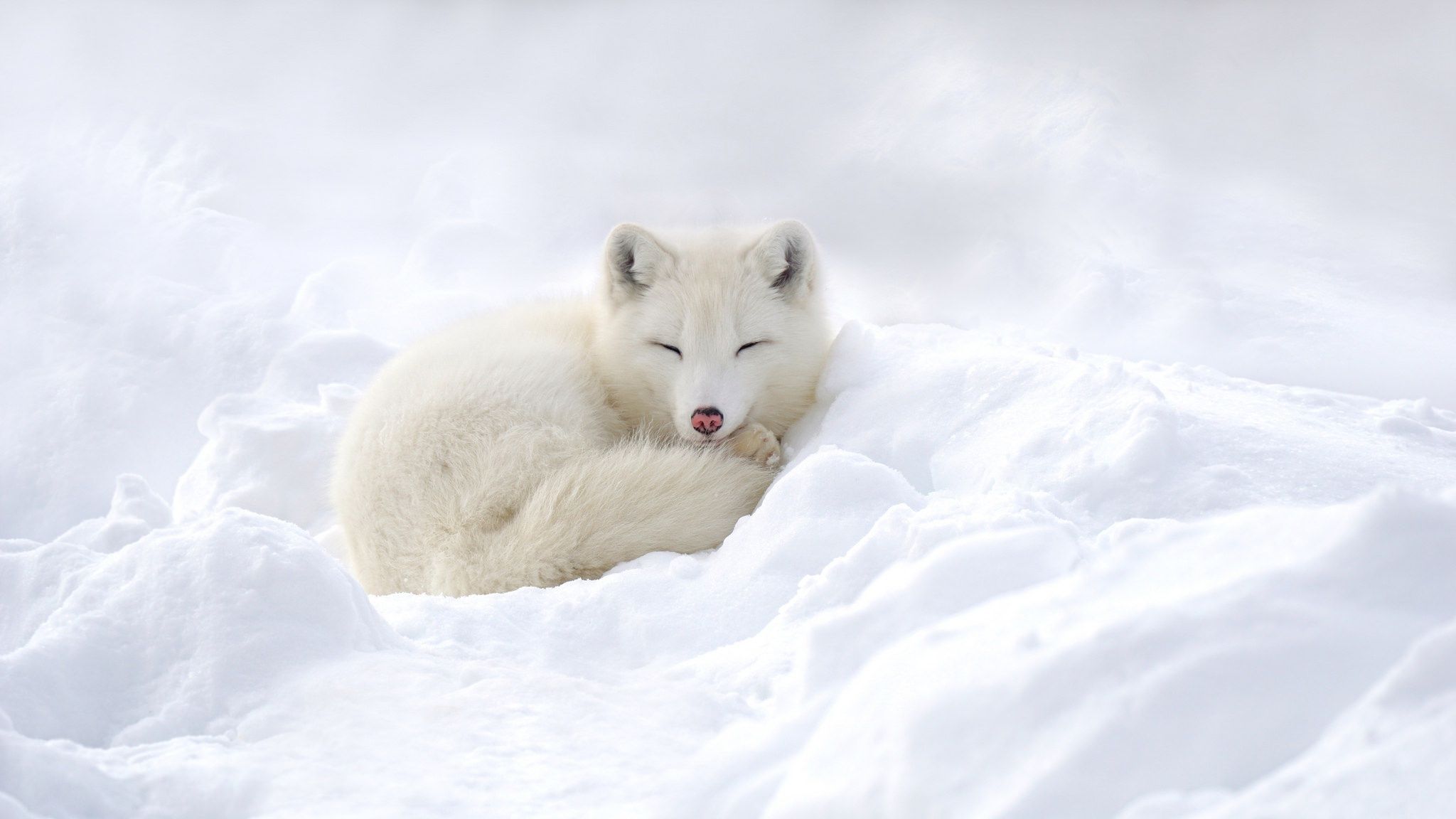 Featured image of post Snow Cute Baby Fox Wallpaper