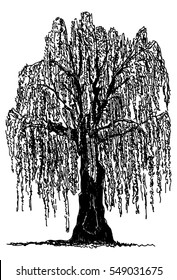 Featured image of post Weeping Willow Tree Silhouette