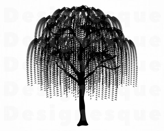 Featured image of post Willow Tree Silhouette Png